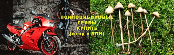 шишки Армянск
