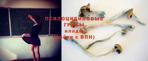 стаф Аркадак